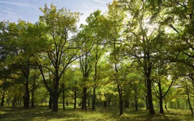 Los bosques, indispensables para el impulso de un modelo sostenible económico, social y medioambiental